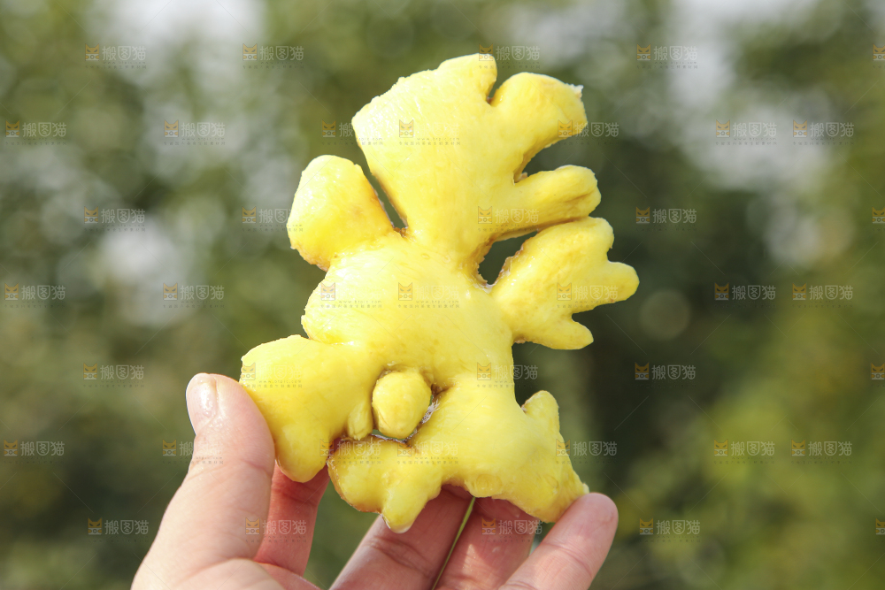 浅底上的小黄姜