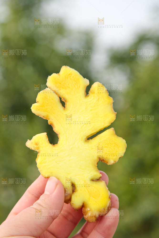 浅底上的小黄姜