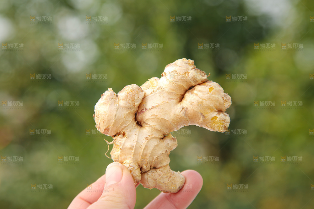 浅底上的小黄姜