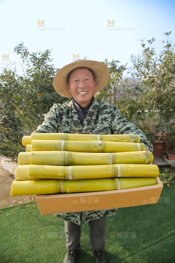 新鲜的青皮甘蔗