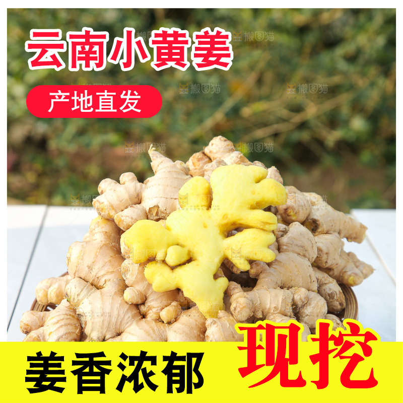 浅底上的小黄姜