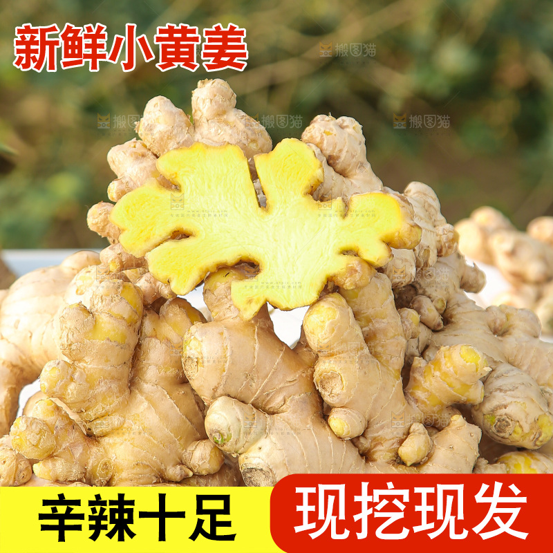 浅底上的小黄姜