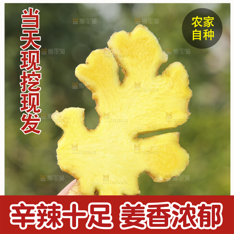 浅底上的小黄姜