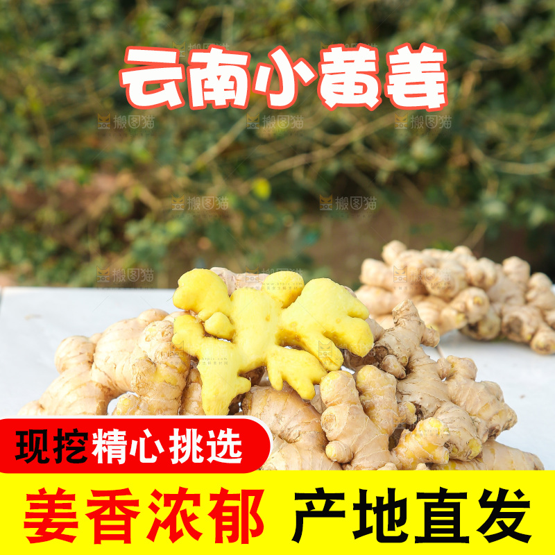 浅底上的小黄姜