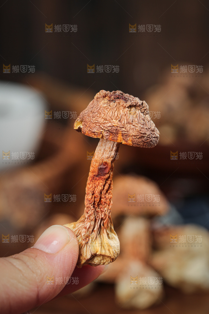 深底上的姬松茸