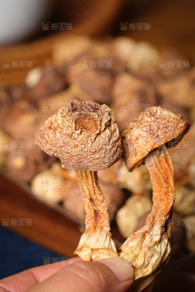 深底上的姬松茸