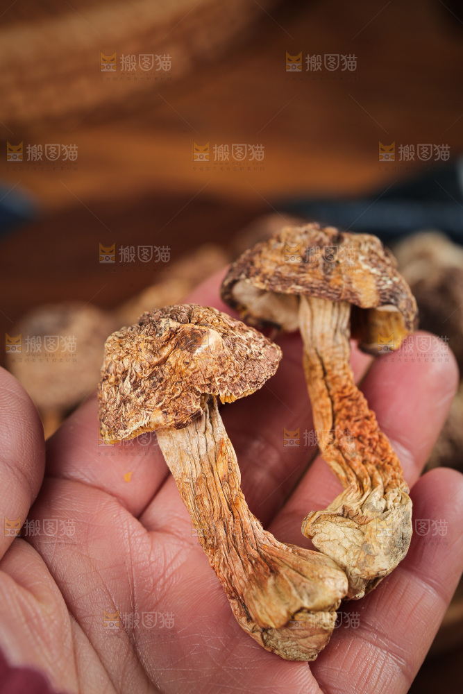 深底上的姬松茸