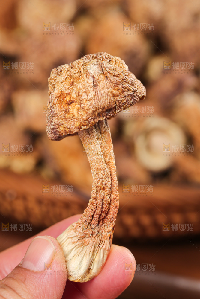 深底上的姬松茸
