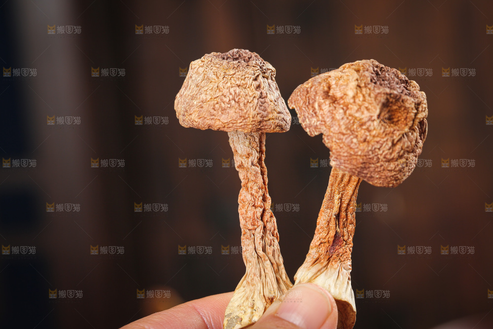 深底上的姬松茸
