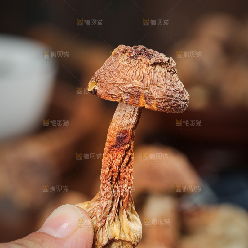 深底上的姬松茸