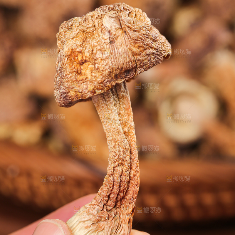 深底上的姬松茸
