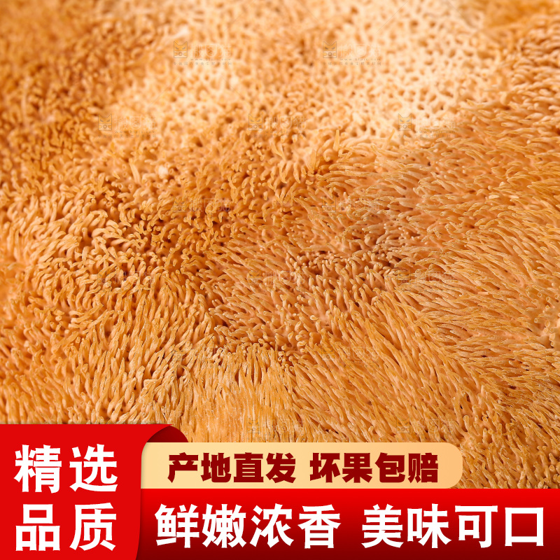 深底上的猴头菇