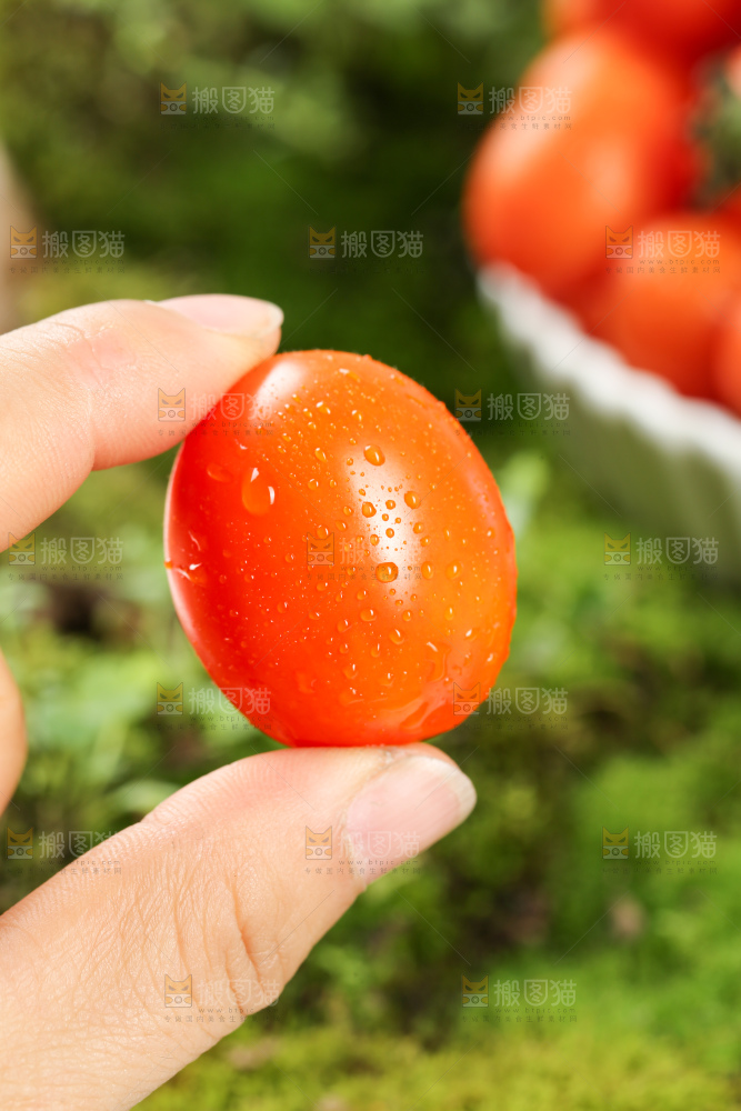 浅底上的小番茄