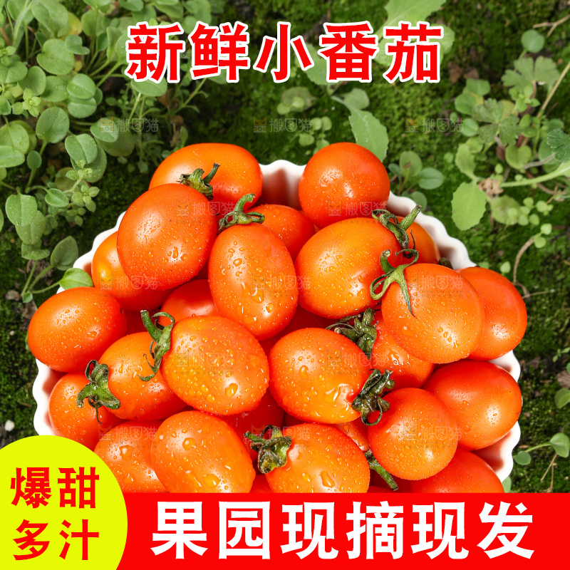 浅底上的小番茄