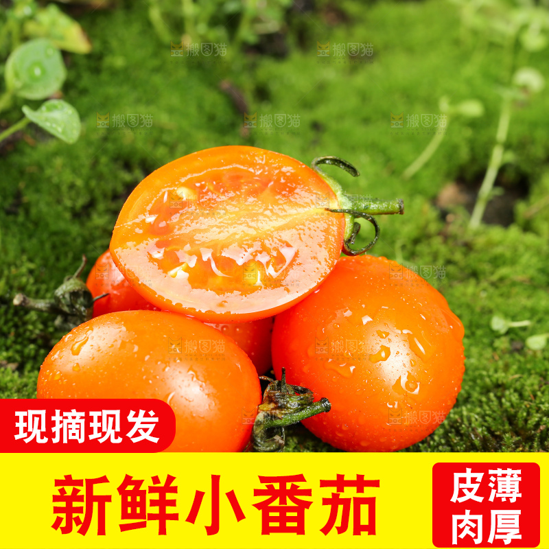 浅底上的小番茄
