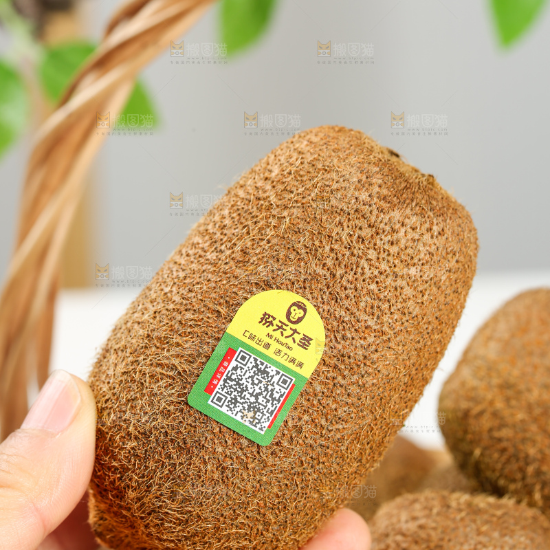 浅底上的修文猕猴桃