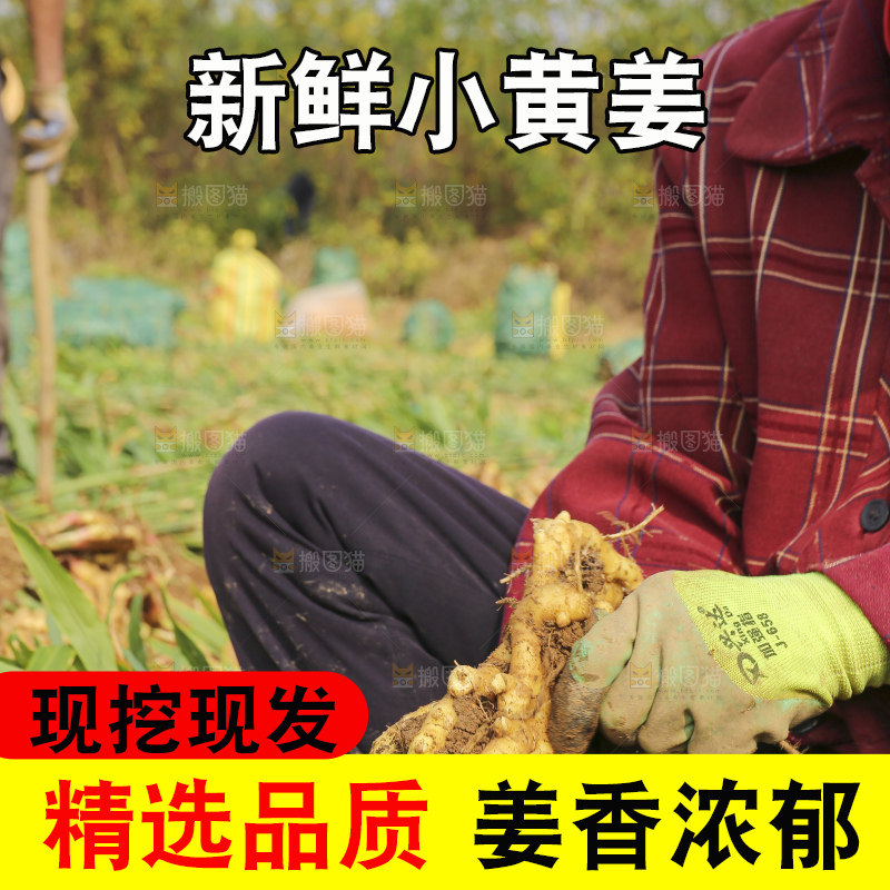 小黄姜产地