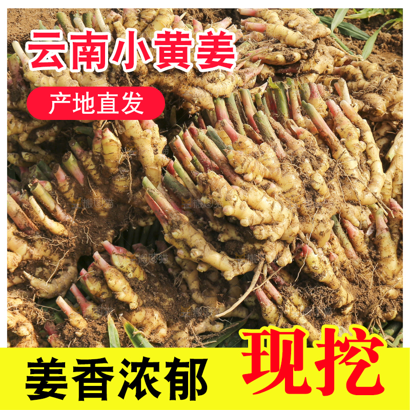 小黄姜产地