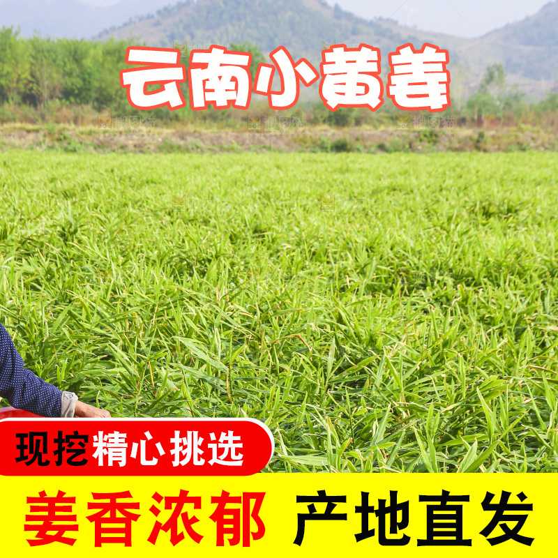 小黄姜产地