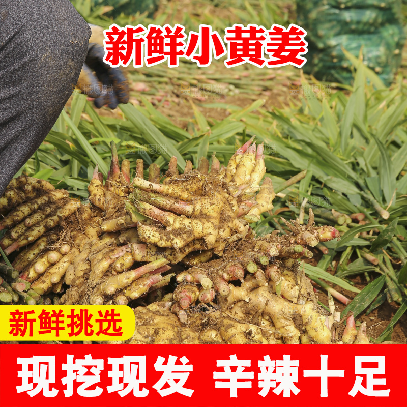 小黄姜产地