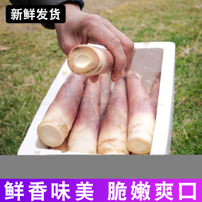 手里拿着新鲜的雷竹笋