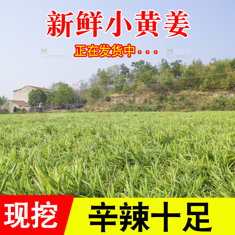 小黄姜产地