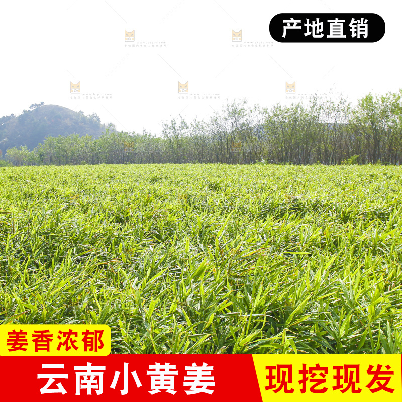 小黄姜产地