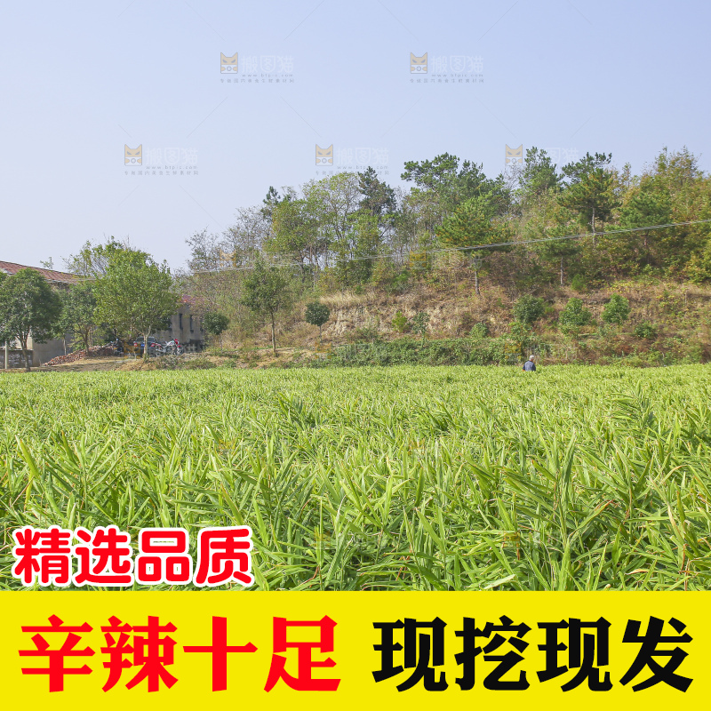 小黄姜产地