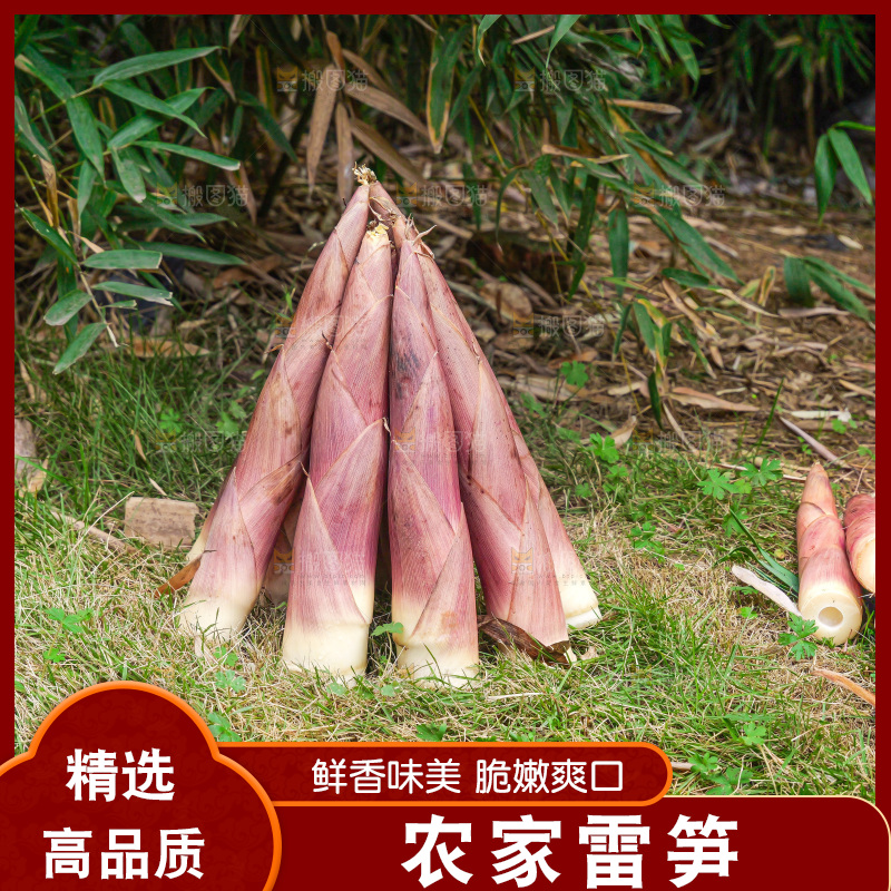 手里拿着新鲜的雷竹笋