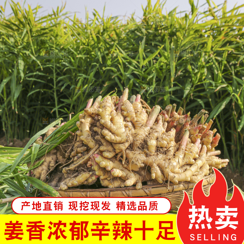 小黄姜产地