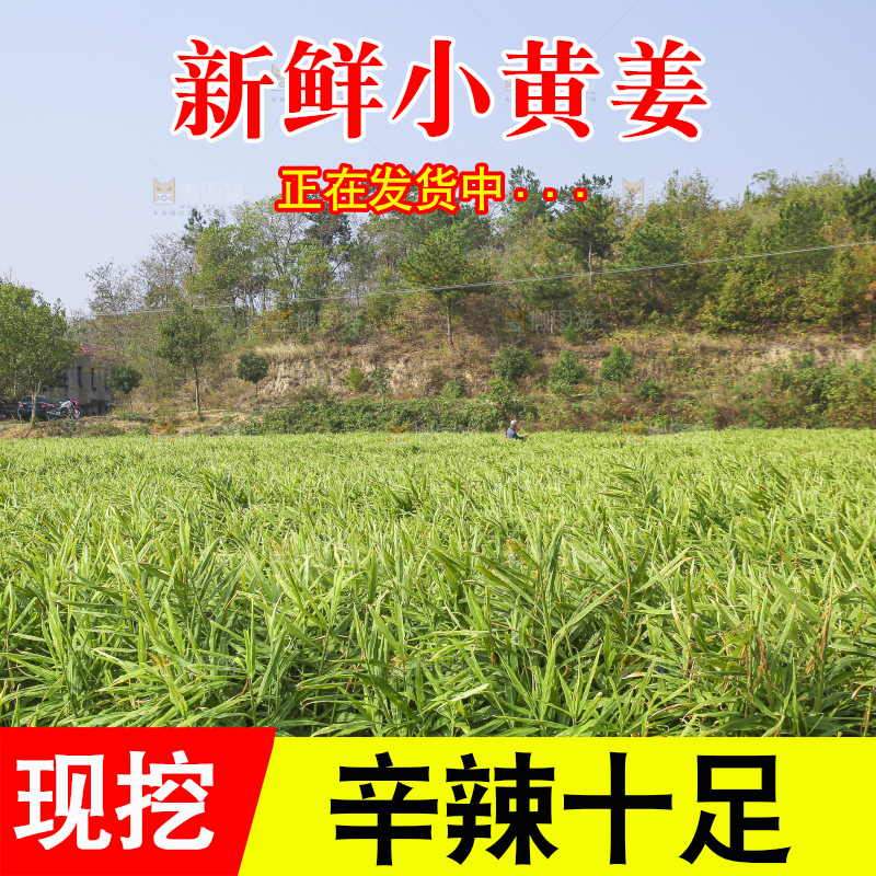 小黄姜产地