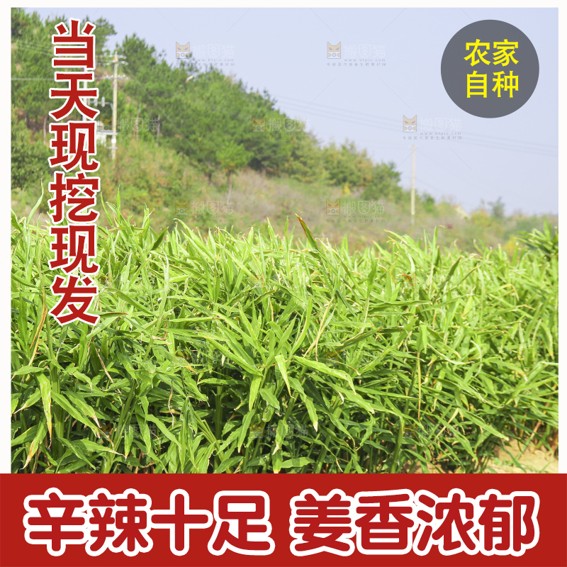 小黄姜产地