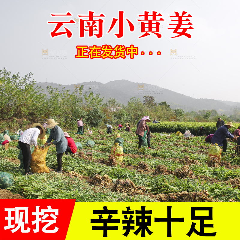小黄姜产地