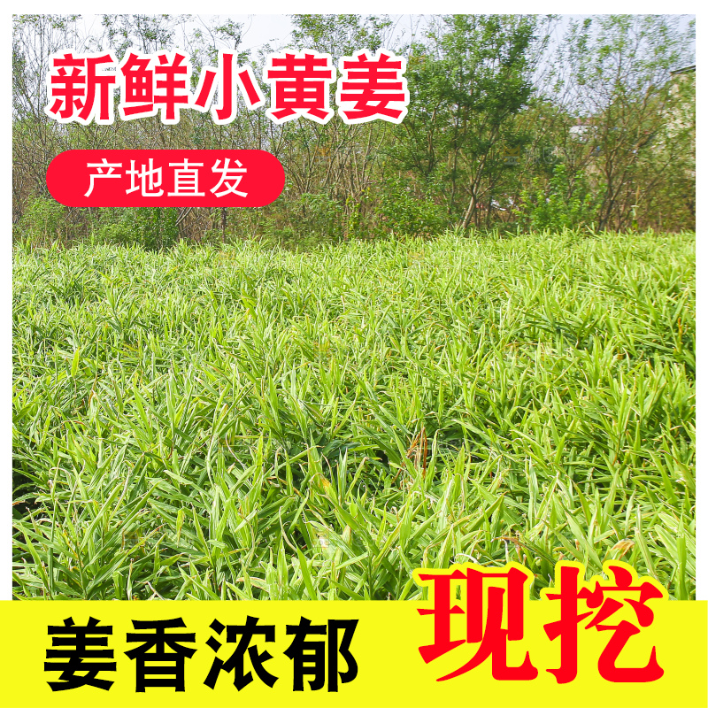 小黄姜产地