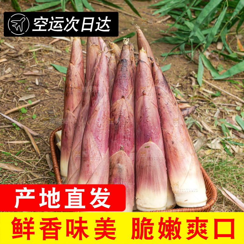 手里拿着新鲜的雷竹笋
