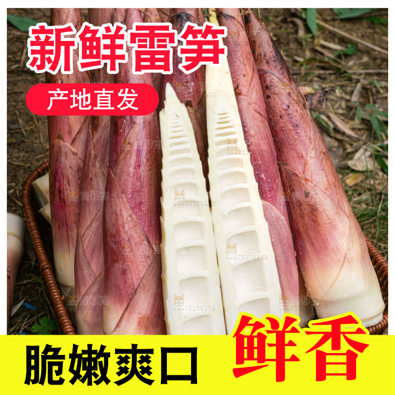 手里拿着新鲜的雷竹笋