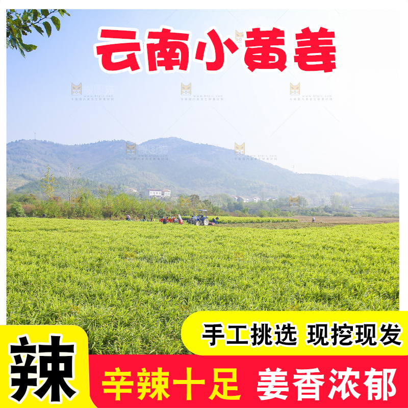 小黄姜产地