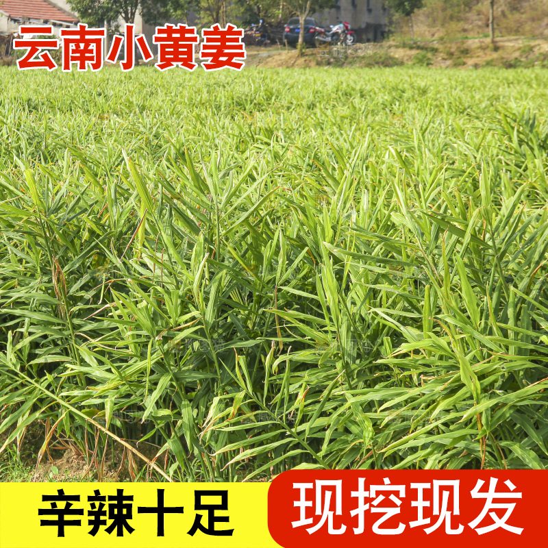 小黄姜产地