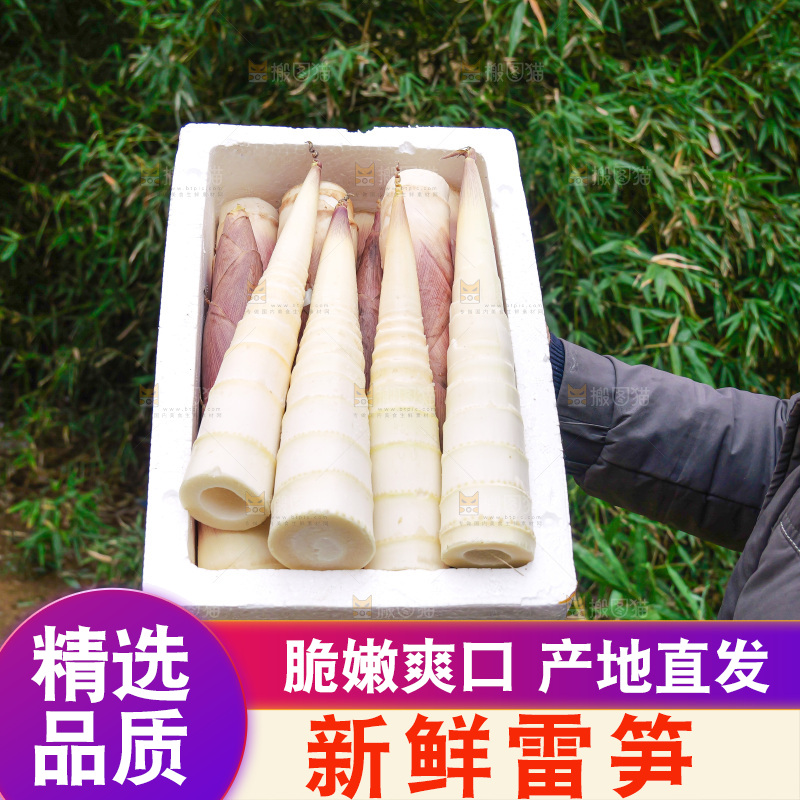 手里拿着新鲜的雷竹笋