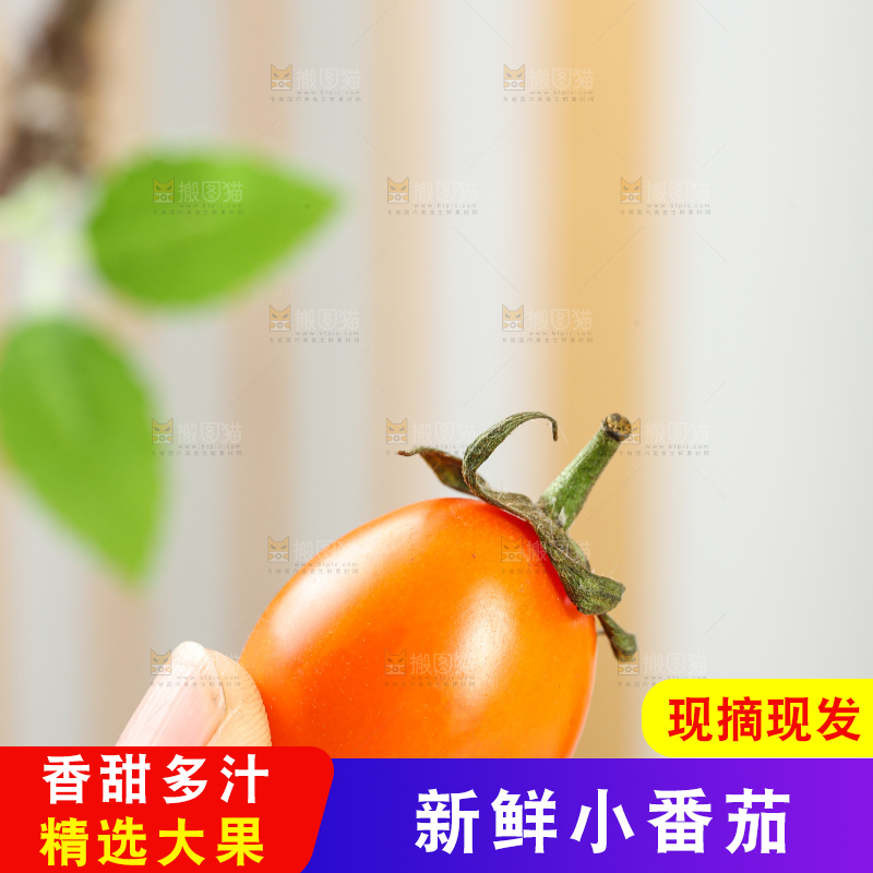 浅底上的小番茄
