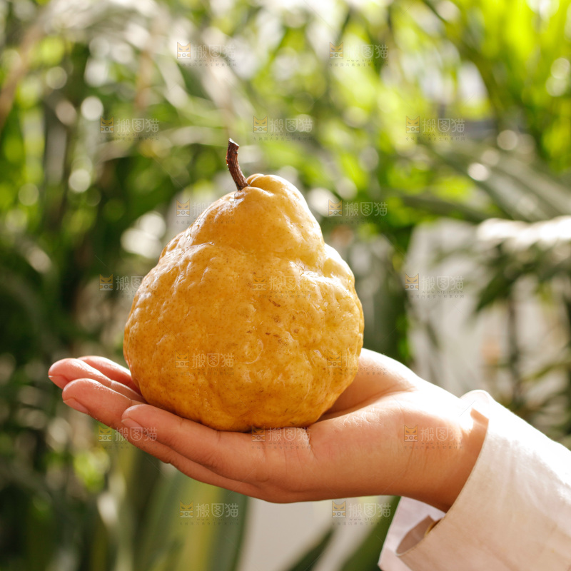 深底上的丑梨
