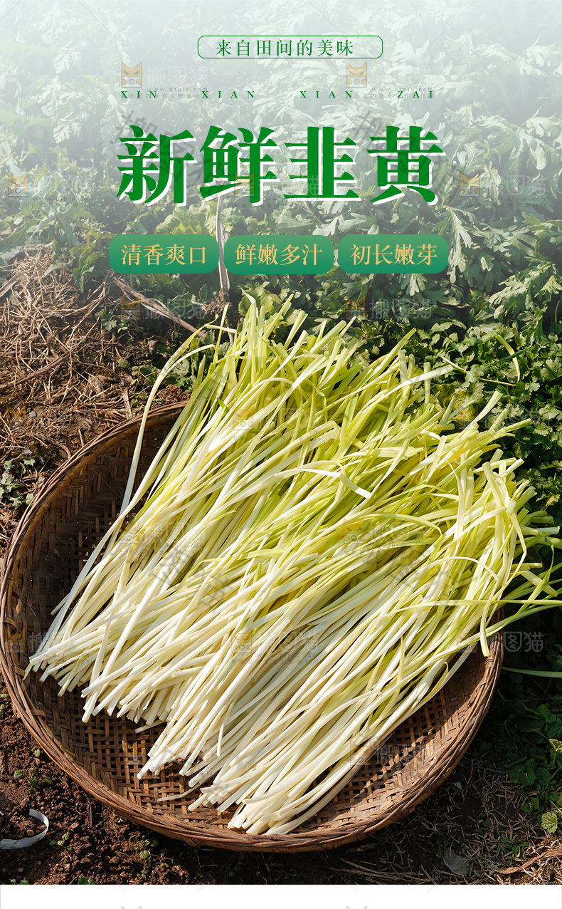 新鲜韭黄详情页