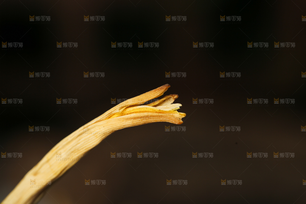 深底上的黄花菜