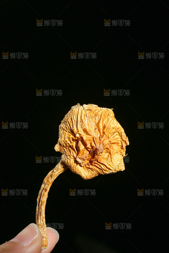 深底上的滑子菇
