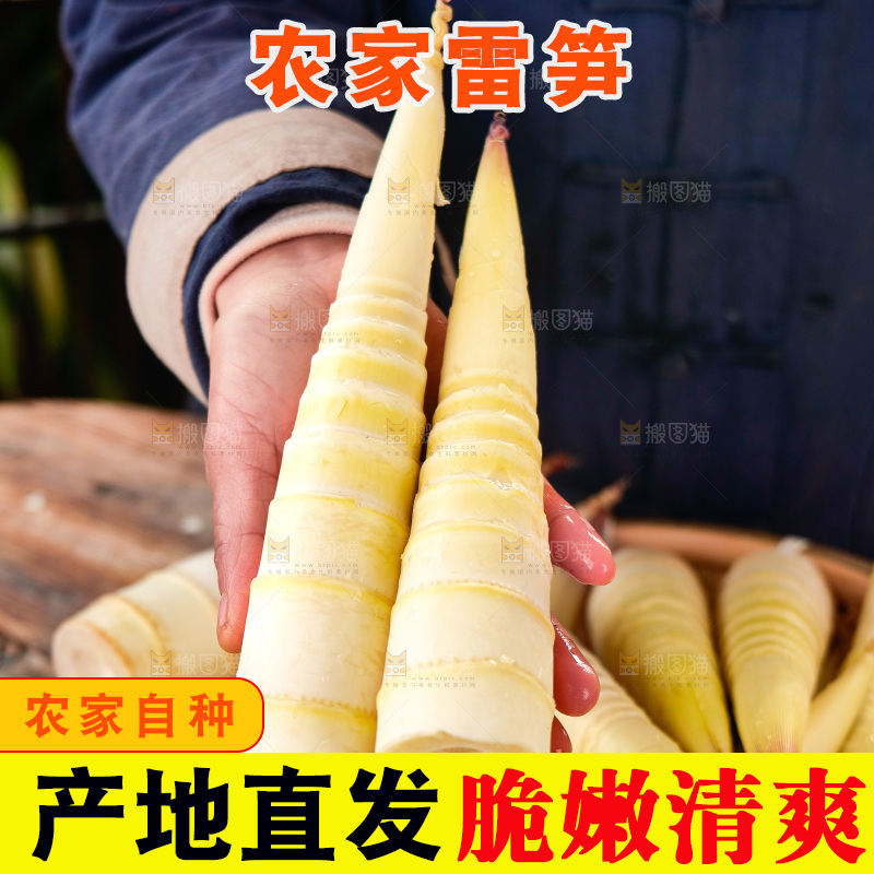 深底上的雷笋