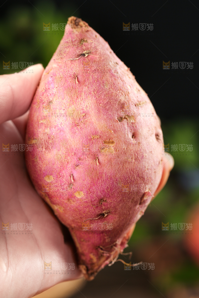 白心板栗薯