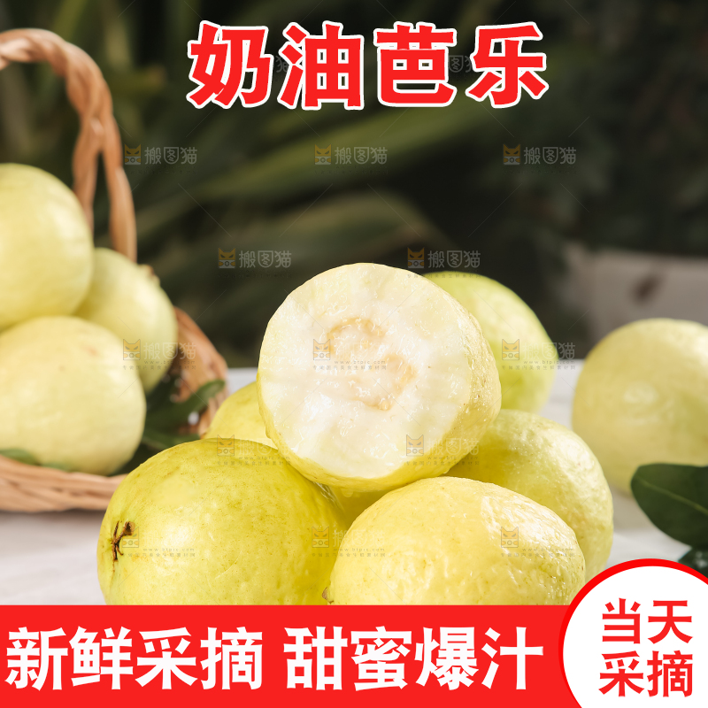 浅底上的白心芭乐