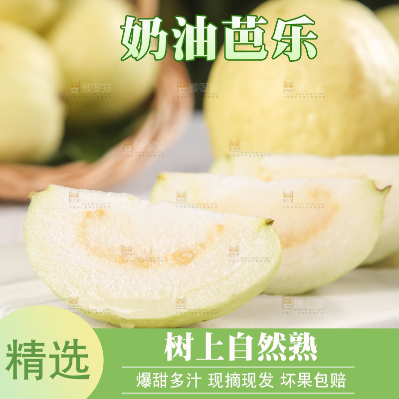 浅底上的白心芭乐
