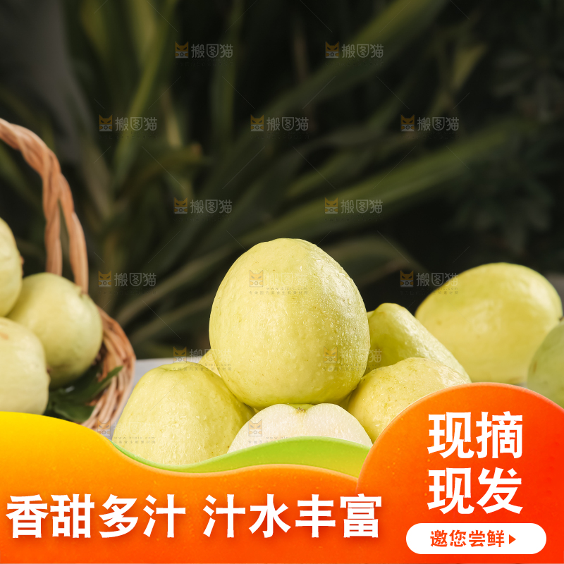 浅底上的白心芭乐