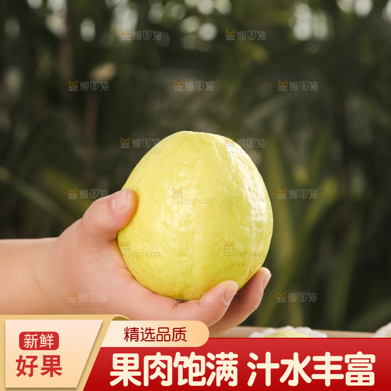 礼盒装的白心芭乐